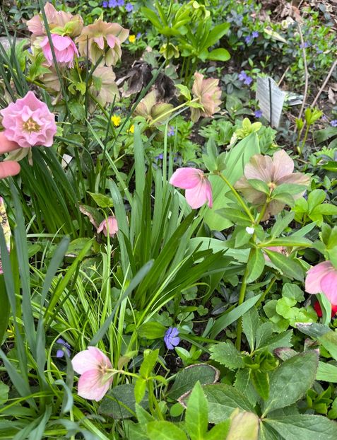 C8B15FC4-0706-44CC-9B31-5E3B7494D64A - Spanz 2017 2023 2024