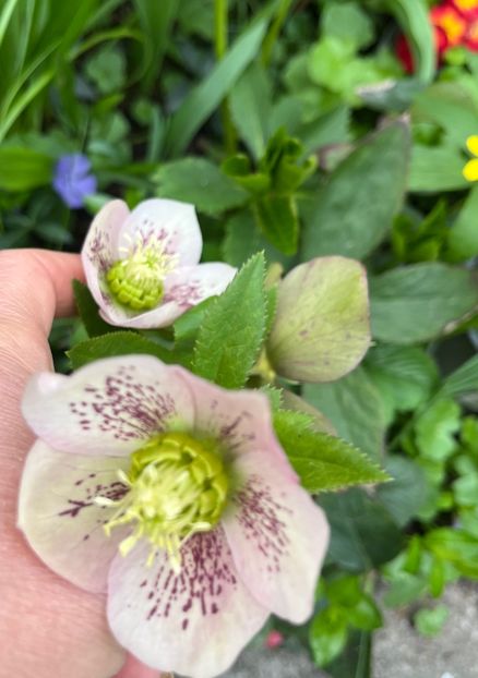 E19B1A1C-73B5-4B36-ADD3-4F9F43804368 - Spanz 2017 2023 2024