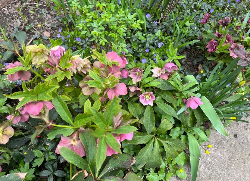 BF139F57-51B8-418F-8D99-2CD23F60E645 - Spanz 2017 2023 2024