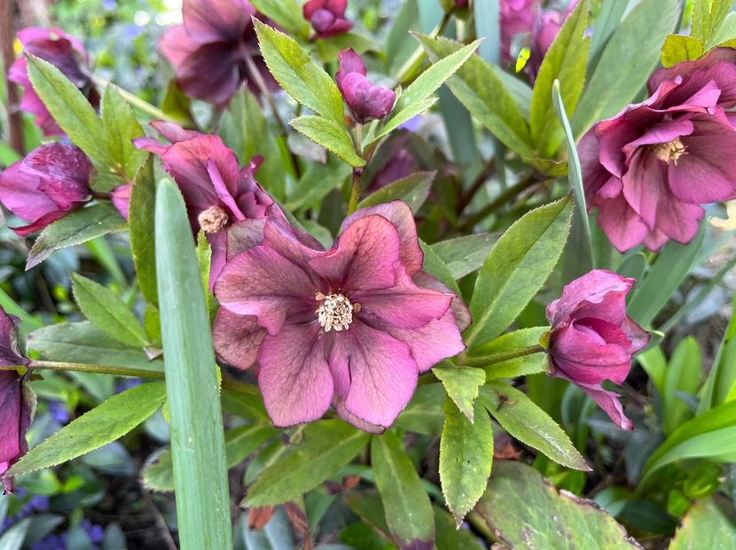 E8B19EE5-4D82-4453-8B00-5E2C20F181D9 - Spanz 2017 2023 2024