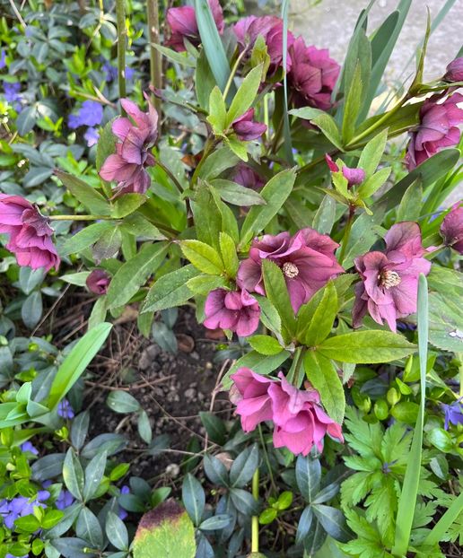 6270961B-5D3B-408E-AECD-314670855352 - Spanz 2017 2023 2024