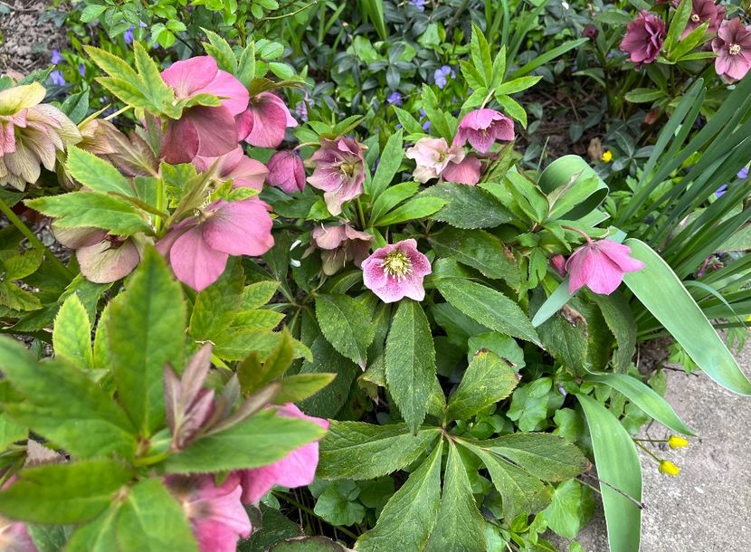 EBFD9032-2D70-4DB9-BA12-F974C6013822 - Spanz 2017 2023 2024