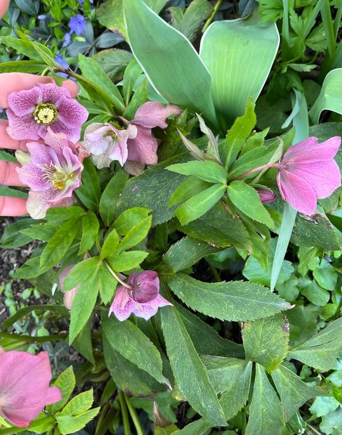 4FCF1766-FE0A-4C01-8F55-F5FFACC35813 - Spanz 2017 2023 2024