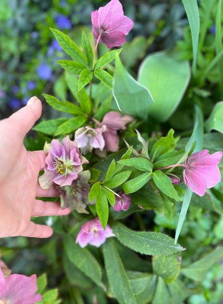 87288DF3-E6EA-47AE-95CB-0629DAFFBE23 - Spanz 2017 2023 2024