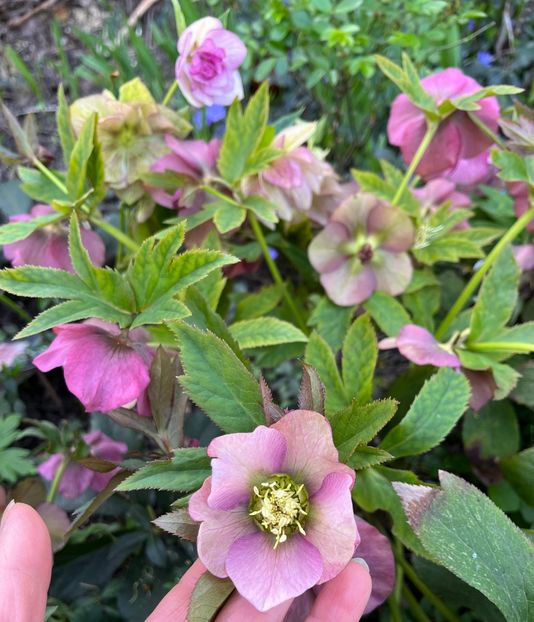 32F8AFBB-6D7E-4195-B731-B405446D43B4 - Spanz 2017 2023 2024