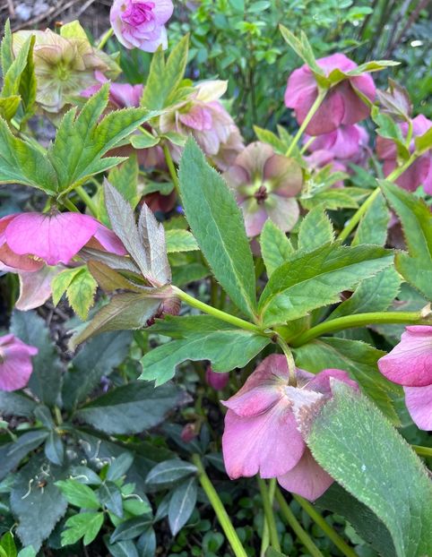 70B56E21-22F3-43F0-BCFA-CE22C51D6584 - Spanz 2017 2023 2024