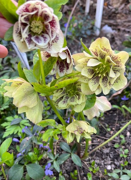 755DF285-C640-4159-A3D2-3425DF408A89 - Spanz 2017 2023 2024