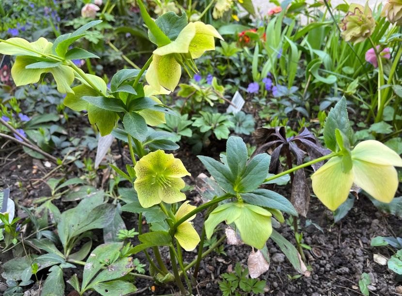 F1615F9E-15A4-47E9-A6A2-8E3795672794 - Spanz 2017 2023 2024