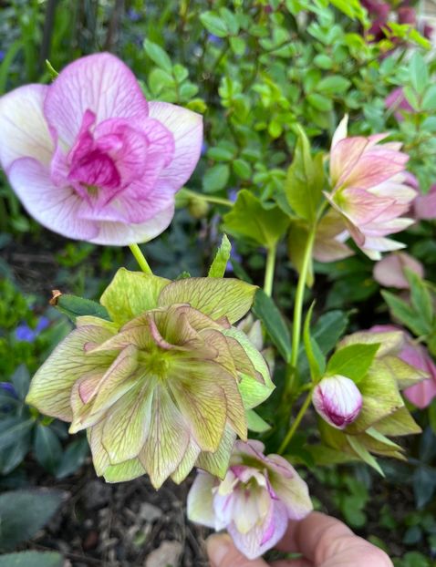 8EB0F316-6396-41D2-A1EC-3CF99366E9E3 - Spanz 2017 2023 2024