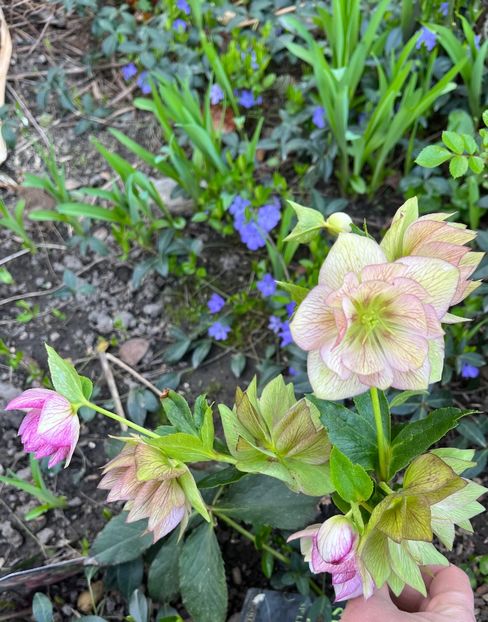 284DB221-4F86-45CA-A9D9-2AFFD9420322 - Spanz 2017 2023 2024