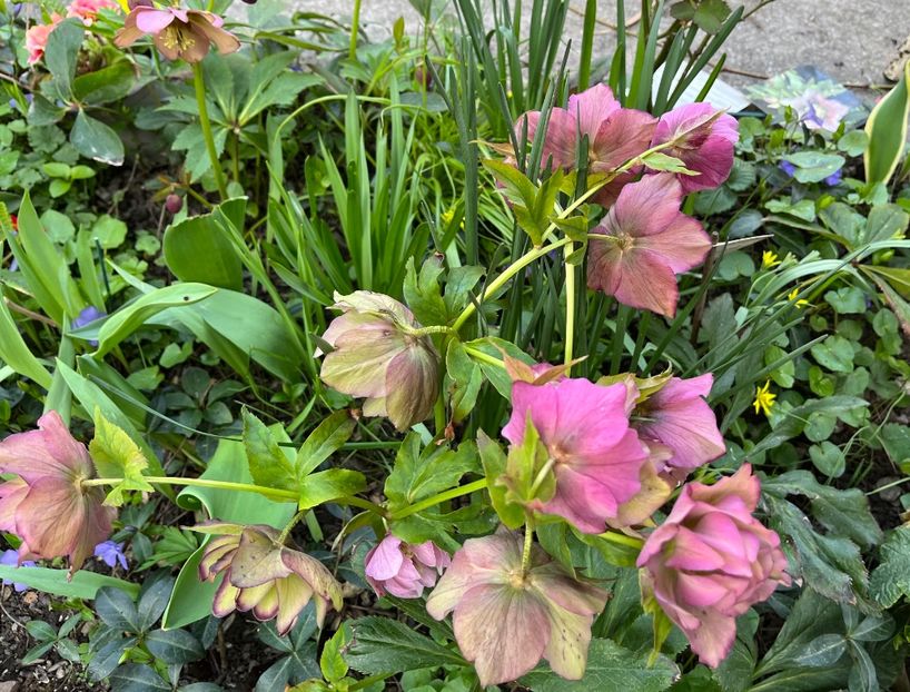 713D2440-2304-4E5A-9F6C-8DFE6CE51FC7 - Spanz 2017 2023 2024