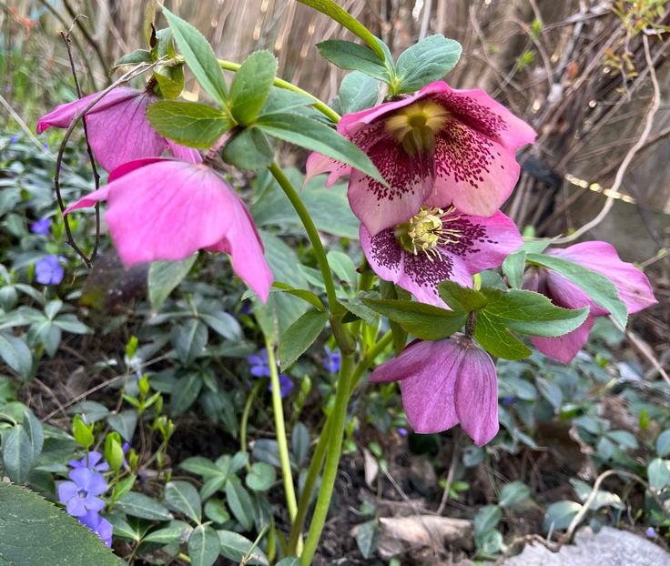 4EC88E46-1A4C-4755-8A15-027E4749533C - Spanz 2017 2023 2024