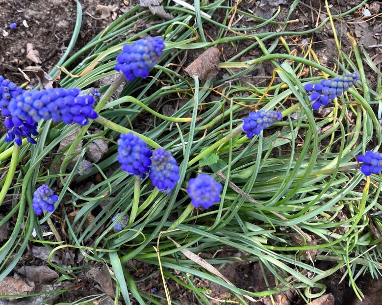 518E31CE-29ED-4F57-B117-E512BA150877 - Muscari 2018 2021