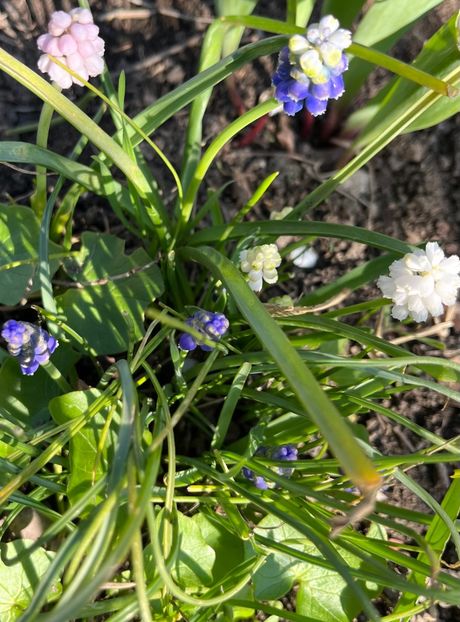 31F21B08-9A27-4643-85B0-705D599C30F6 - Muscari 2018 2021