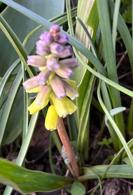 D21C31C5-3E5F-4B9F-ADC0-64EB89B19B97 - Muscari 2018 2021