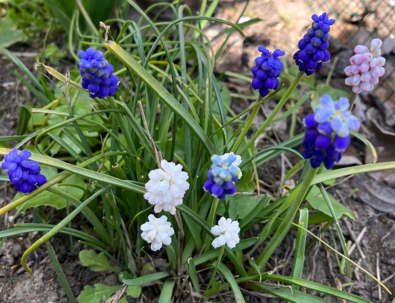 FFA52815-CEC2-4928-9973-ABD2E81C5208 - Muscari 2018 2021