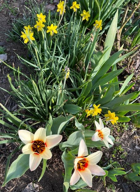 E07D06A2-03D9-416B-B8AA-6CACC3F6274F - Lalele 22 23