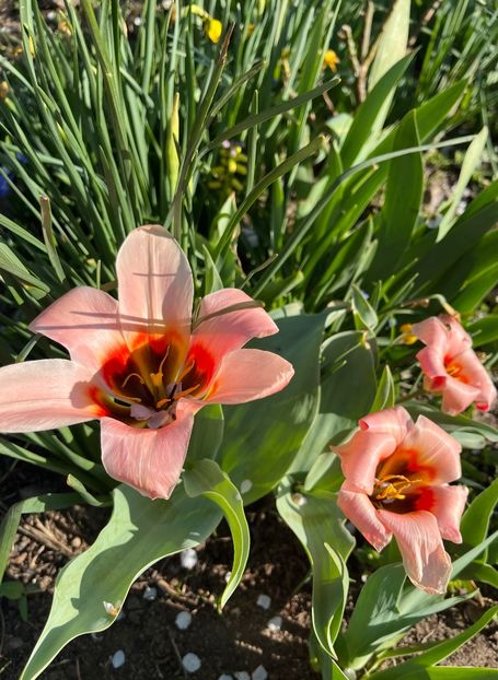 EBCE1B18-432B-4C93-95A5-888930AB850C - Lalele 22 23