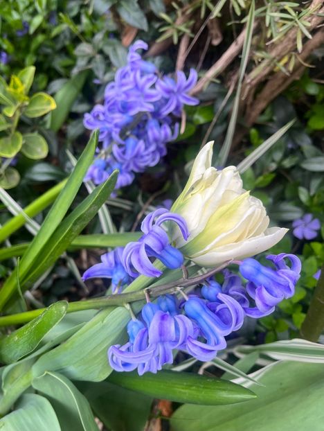 66F81542-1470-437F-8F59-112310D27D19 - Lalele 22 23