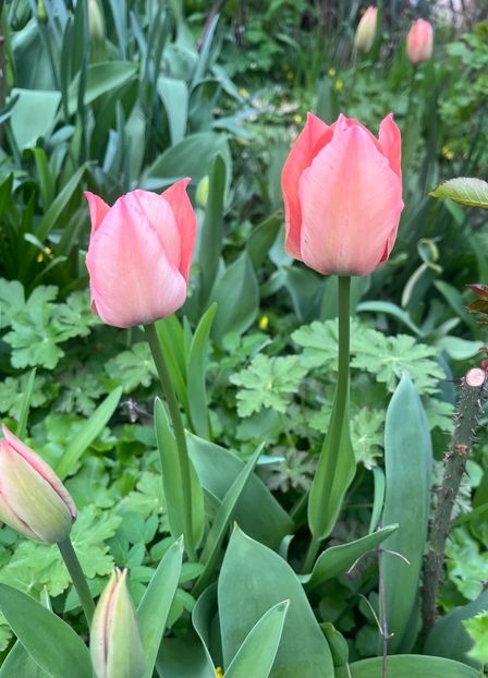 BFEC7555-AE16-4625-904B-3523E6C49CA9 - Lalele 22 23