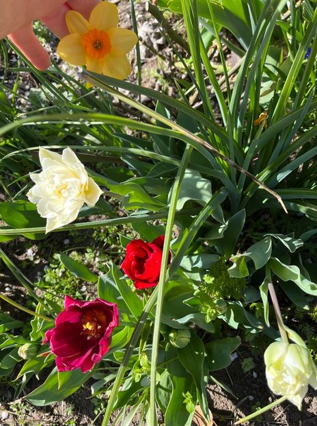 8AB4A47D-073D-4006-9EAB-B3793053BC31 - Lalele 22 23