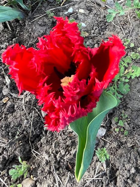 B28E33E7-6C16-445A-8416-F5E1E69A6791 - Lalele 22 23