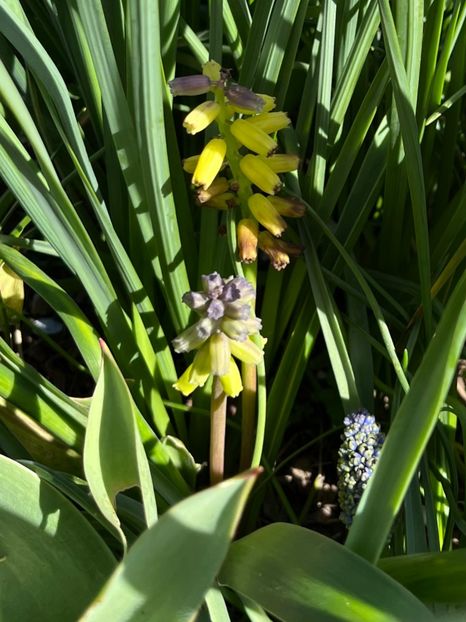 228F8563-A1E1-47B9-895B-3D48A0C37594 - Lalele 22 23