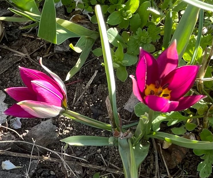 119E528D-DB53-42B4-A589-2FC4B28429D1 - Lalele 22 23