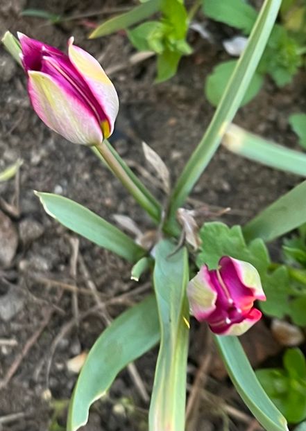 0CF03EA8-06FF-4216-A183-6F9CD844B65A - Lalele 22 23