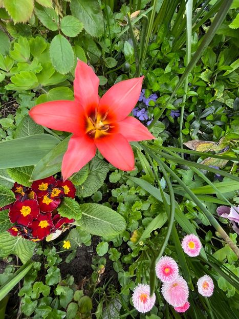 D5BC6BA2-F5EE-482A-88D9-9ED5FC5E7875 - Lalele 22 23