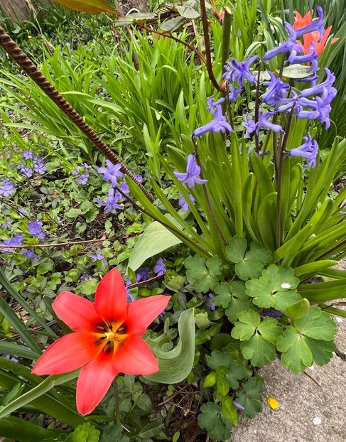 1E4F0AB5-17F8-459D-8C6E-72E487365C0E - Lalele 22 23