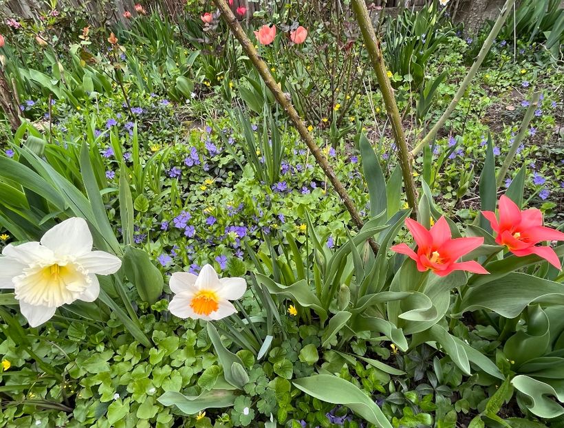 83234ABB-459F-4853-A07C-8931A5588385 - Lalele 22 23