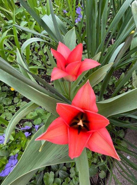 33934E89-AB2C-467A-8348-D71B0BD7DA4F - Lalele 22 23