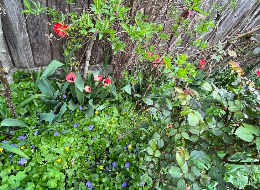 A1A7EDB3-833A-4486-A165-975BEE6933EE - Lalele 22 23