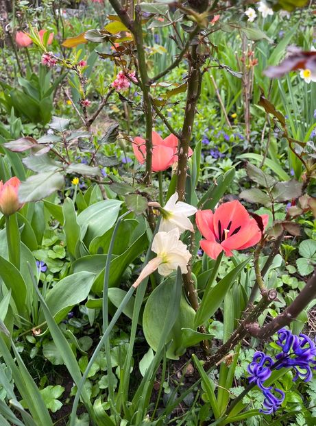 3DE3C024-4EE2-48EA-B609-15FB7A51B975 - Lalele 22 23