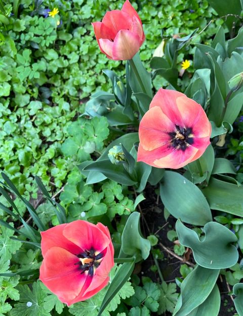 9AF56108-8283-4495-A0CD-6A3F6D15B84A - Lalele 22 23