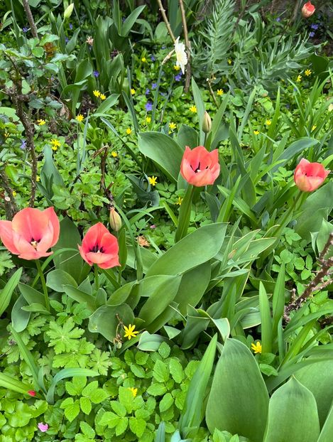 E4E808D2-E186-4FEB-A9C1-4921B59477CC - Lalele 22 23