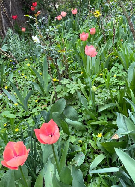 F5E6855D-9544-41CC-ABF7-3CE99D34B8D6 - Lalele 22 23