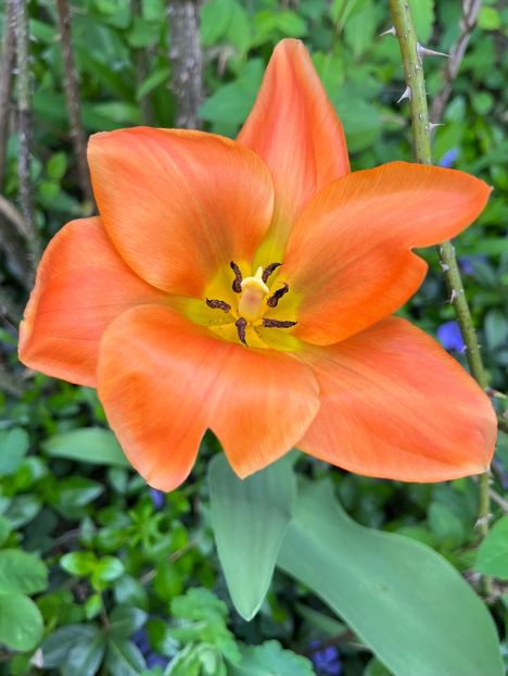 B204DE1C-C230-4047-9E4F-CF9CA3ACEC0E - Lalele 22 23