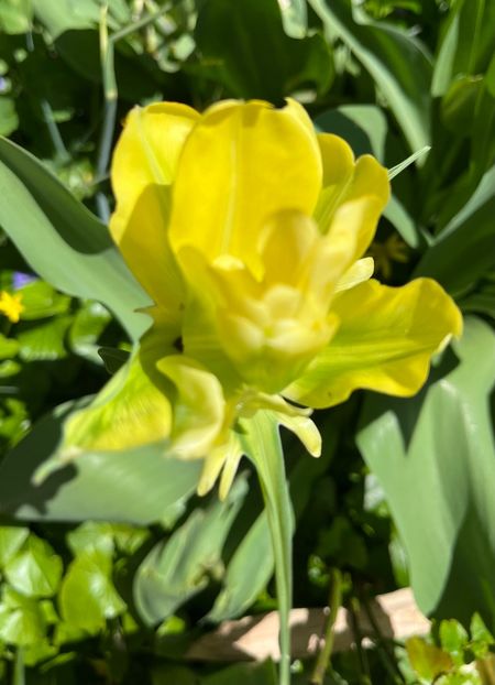 68B738DA-5B03-4459-8950-9B7C703F44DE - Lalele 22 23