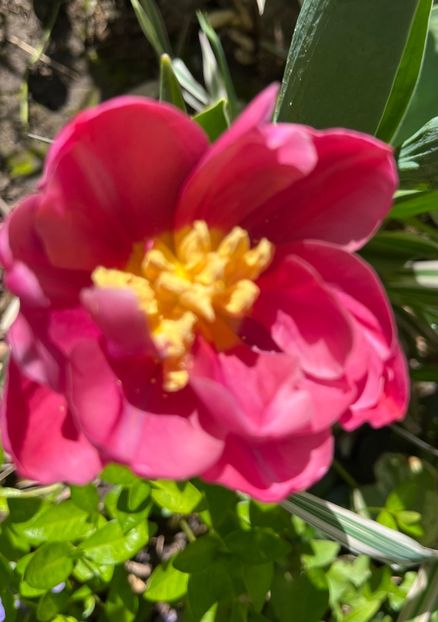 0CB10026-7D12-480C-9B6A-752792CFAA53 - Lalele 22 23