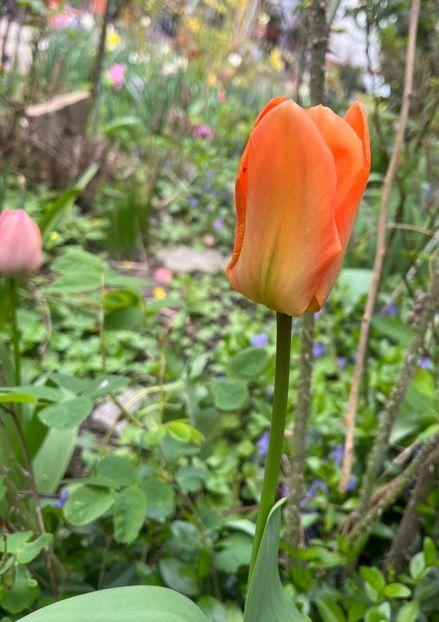 5FBFBA7B-5FB4-47EF-9369-D35F78CB99C0 - Lalele 22 23