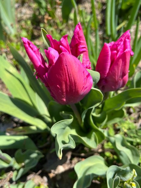 B9B6F828-00E0-454D-AA31-0D531D5AB6A8 - Lalele 22 23