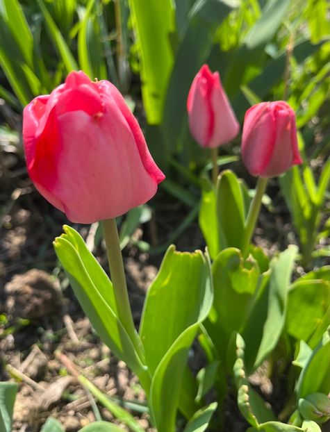 18FA777C-972A-439A-9392-8007EFDCCEC5 - Lalele 22 23