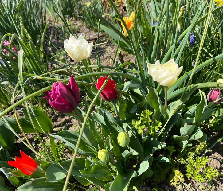 A9758127-D1DE-421B-A9F7-A5CB4BFF9970 - Lalele 22 23