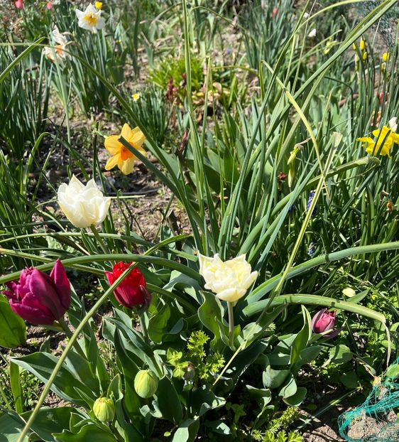 E5F976E9-61A6-48C7-BB75-00960D9A99F1 - Lalele 22 23