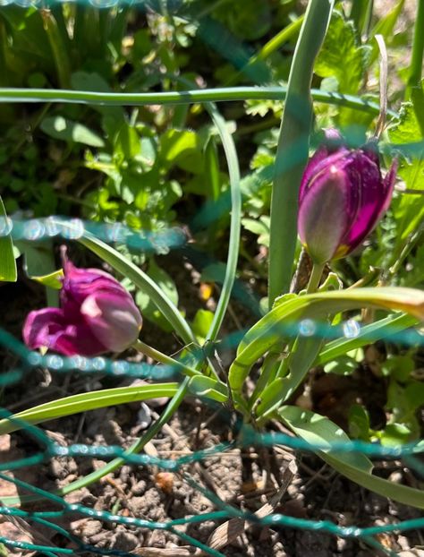 43388CCA-A756-4EBC-98BB-AF3C8B865F6E - Lalele 22 23