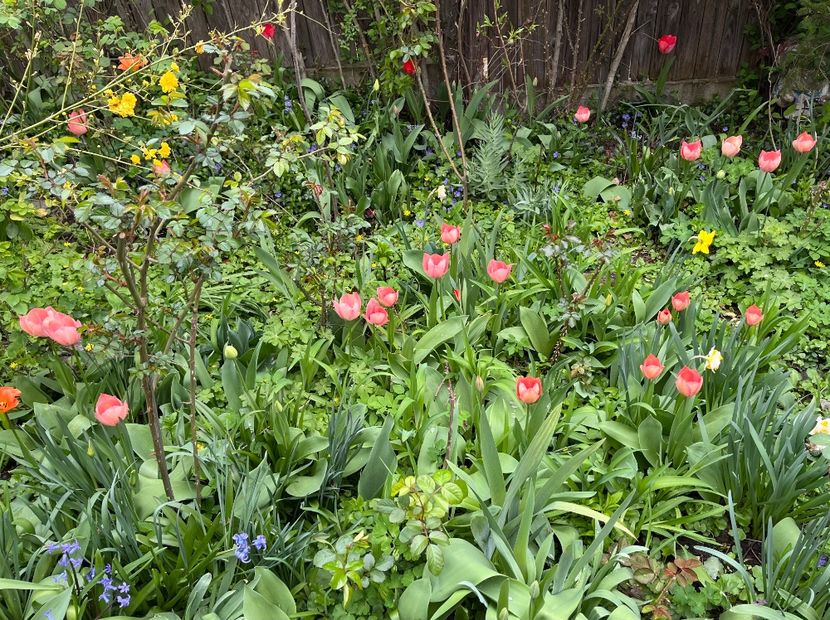 995A132D-9CCF-4756-8E12-B50705F3CE3F - Lalele 22 23