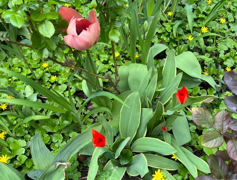 FD93C8F3-041F-4B32-8EC8-53068EAA189E - Lalele 22 23