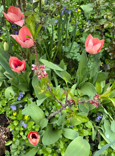 1898B11F-2EAA-44D4-9B77-166B83615278 - Lalele 22 23